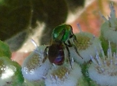 Augochloropsis ignita