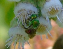 Augochloropsis ignita