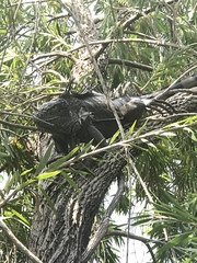 Iguana iguana