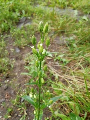 Silene aprica
