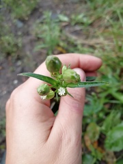 Silene aprica
