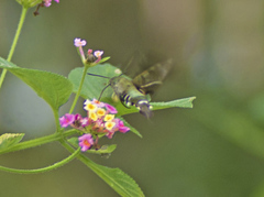 Macroglossum micacea