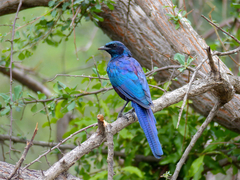 Meves's Starling photo 2