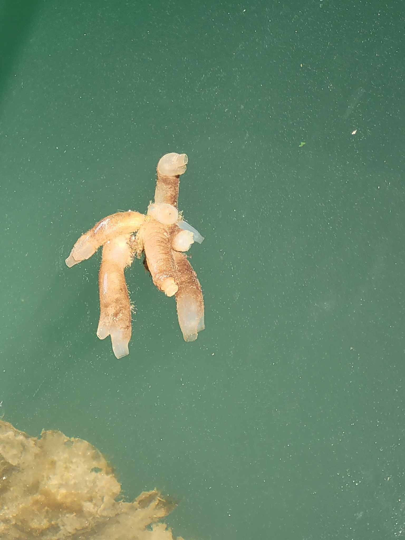 Ciona intestinalis (Linnaeus, 1767)