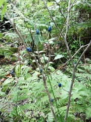 Clintonia udensis