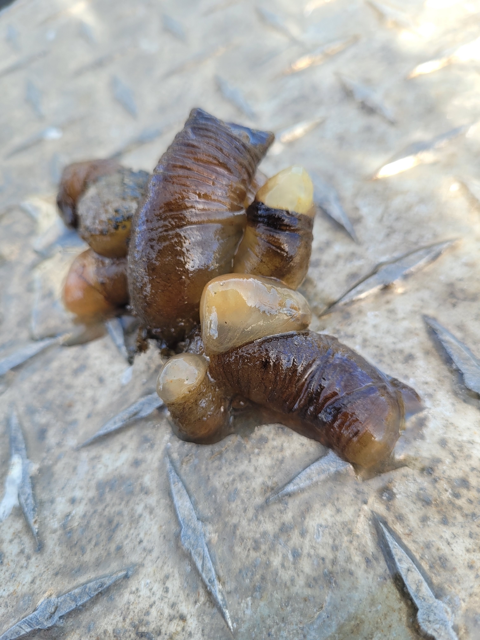 Ciona intestinalis (Linnaeus, 1767)