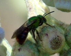 Augochloropsis ignita