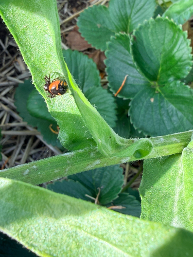 Napoleon Spider