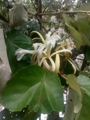 Pterospermum acerifolium