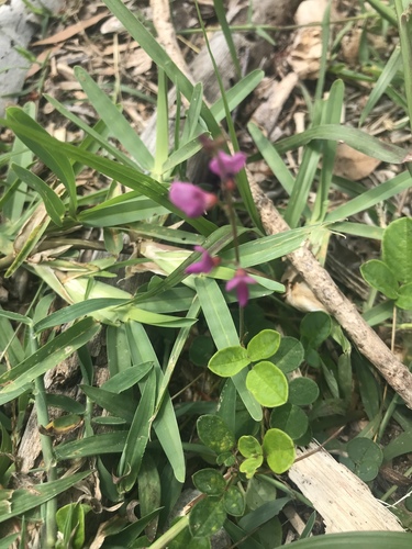 Desmodium incanum iNat (2)