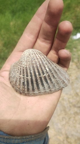 Anadara grandis, 2026-05-31