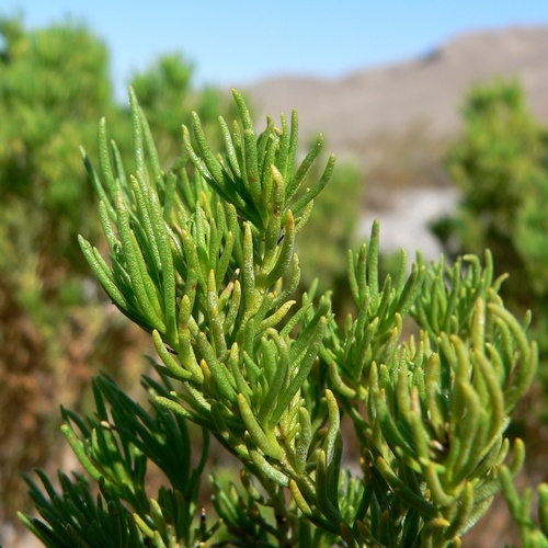 Peucephyllum schottii, photograph 5