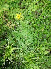 Tanacetum vulgare boreale