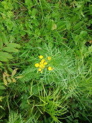 Tanacetum vulgare boreale
