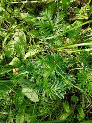 Potentilla multifida