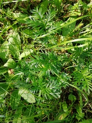 Potentilla multifida