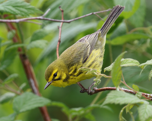 Prairie Warbler