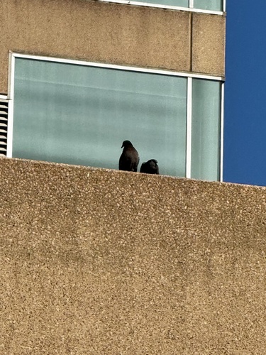 Feral Pigeon photographed in Kentucky