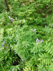 Aconitum fischeri