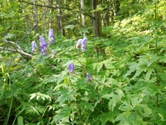 Aconitum fischeri