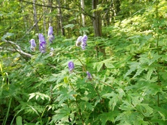 Aconitum fischeri