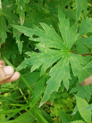 Aconitum fischeri