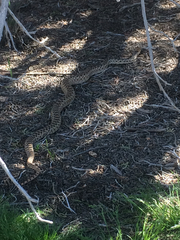 Pituophis catenifer