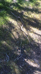 Pituophis catenifer