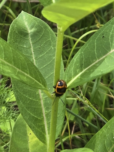 Escarabajo de la Hoja de Algodoncillo de Pantano
