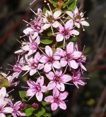 Agathosma odoratissima