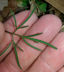 Cardamine dissecta