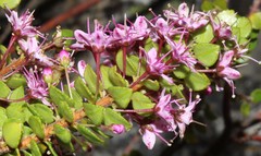 Agathosma odoratissima