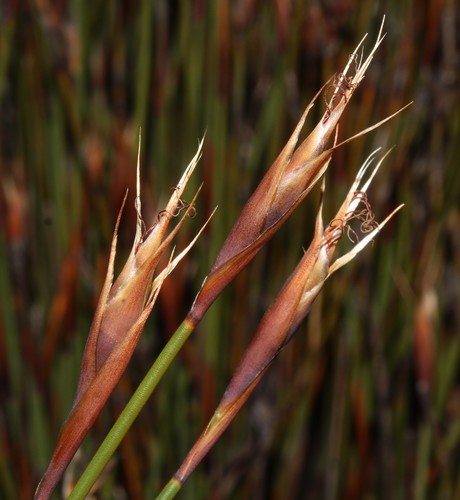 Image of Cannomois nitida by (c) Brian du Preez, some rights reserved (CC BY-SA)
