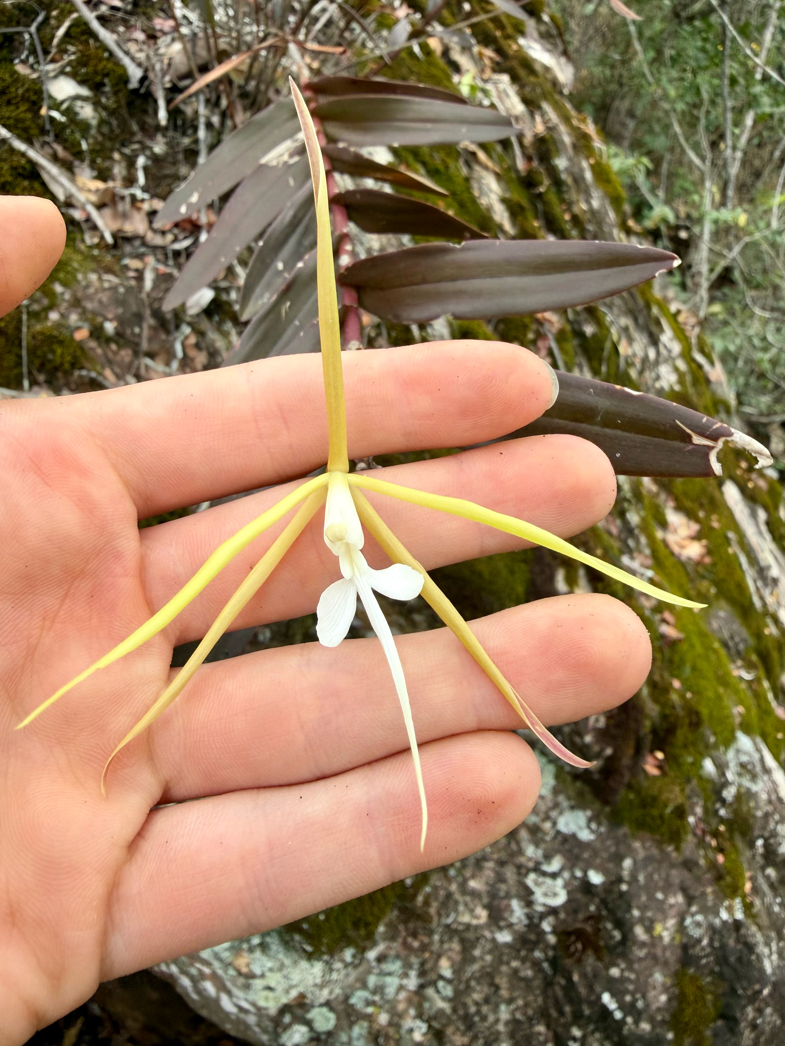 Epidendrum taguatingense (Brieger & Bicalho) Hágsater, Meneguzzo & L.Sánchez