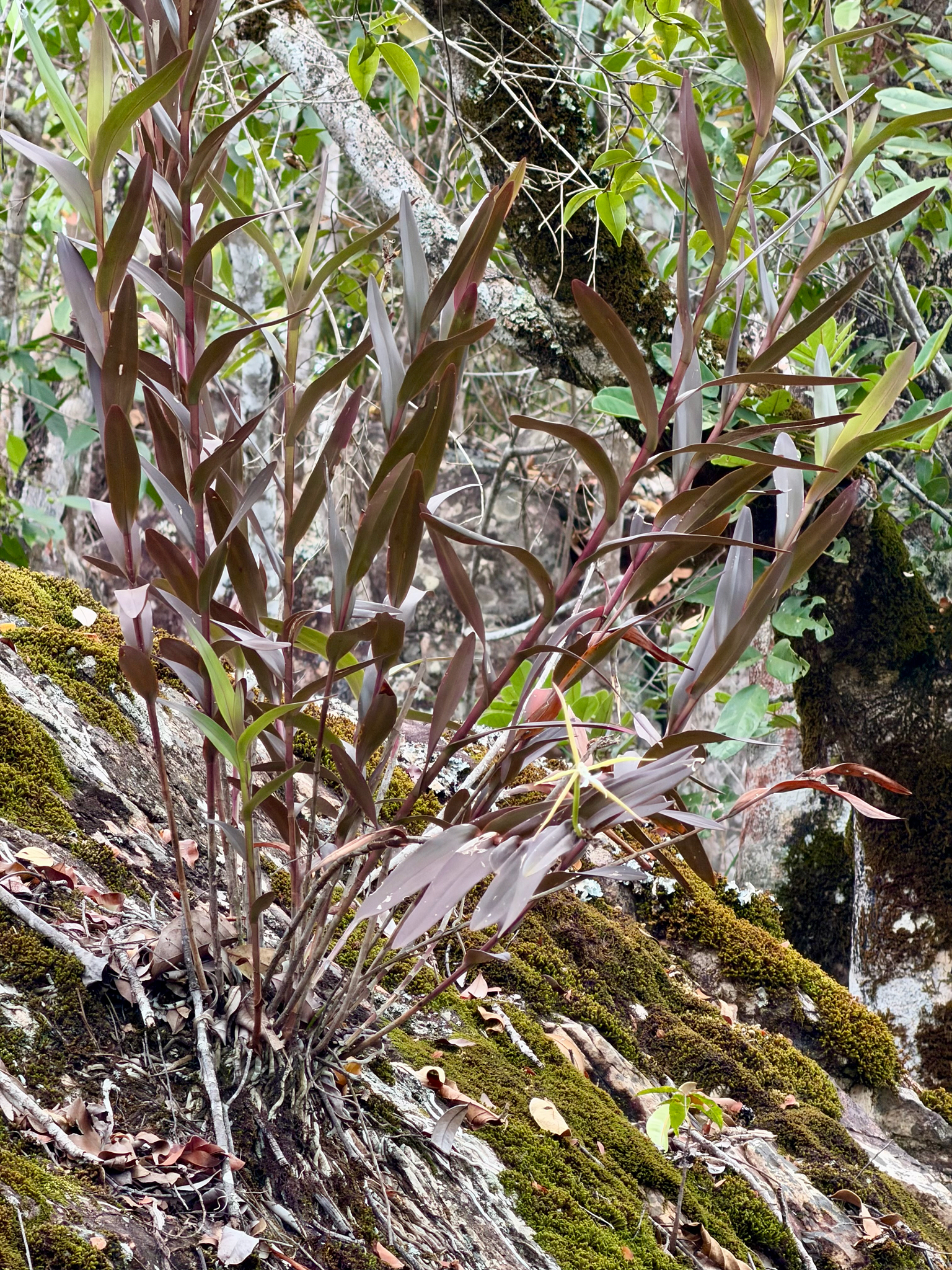 Epidendrum taguatingense (Brieger & Bicalho) Hágsater, Meneguzzo & L.Sánchez 2