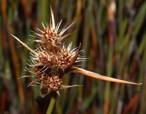 Image of Cannomois nitida by (c) Brian du Preez, some rights reserved (CC BY-SA)