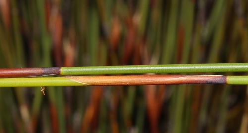 Image of Cannomois nitida by (c) Brian du Preez, some rights reserved (CC BY-SA)