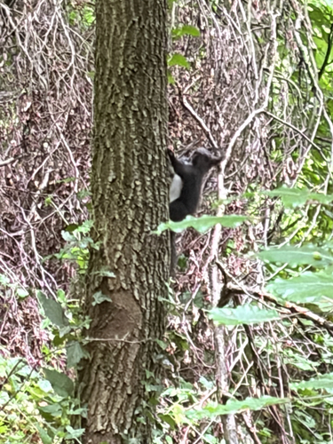 Eurasian Red Squirrel