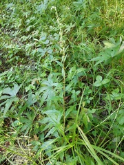 Artemisia integrifolia
