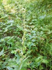 Artemisia integrifolia