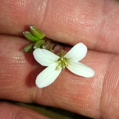 Cardamine dissecta