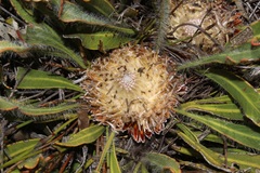 Protea scabriuscula