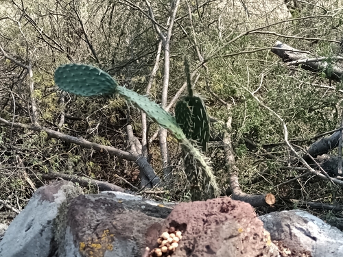 Red Prickly Pear