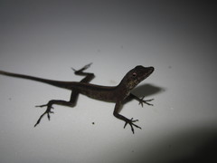 Anolis trachyderma