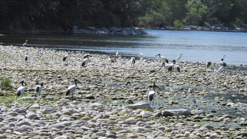 iNaturalist image