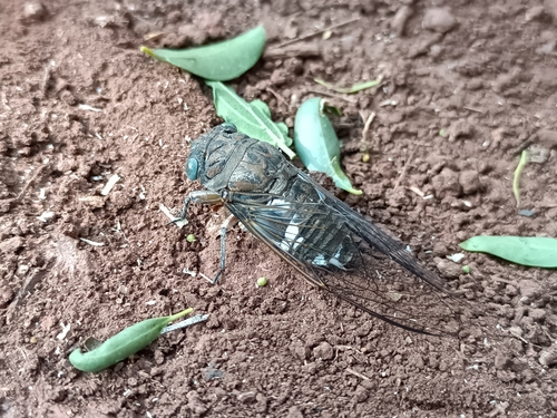 Blue-eyed Pinto Cicada