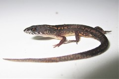 Loxopholis parietalis