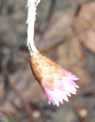 Syncarpha canescens tricolor