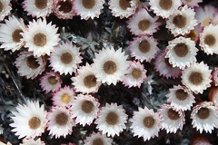 Syncarpha canescens tricolor