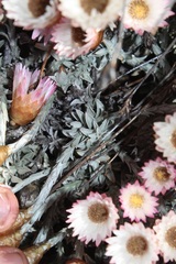 Syncarpha canescens tricolor